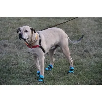 Healers Urban Walker Dog Boots - L/M - Teal