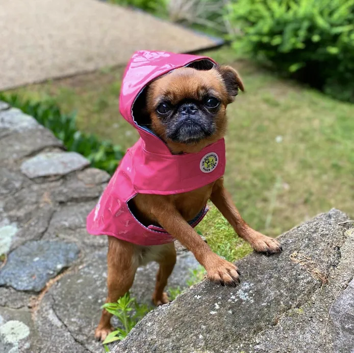 Raincoat Slicker | Pink Daisy